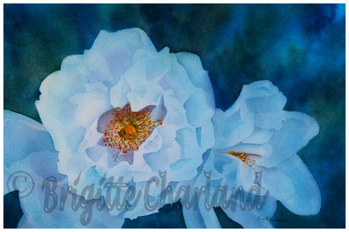 image, aquarelle, rose la nuit, brigitte charland