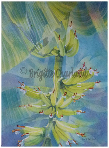 aquarelle brigitte charland, grappe de bananes