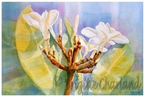 image aquarelle, brigitte charland, fleurs tropicales
