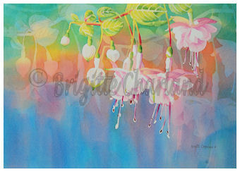 image aquarelle, brigitte charland, fushias